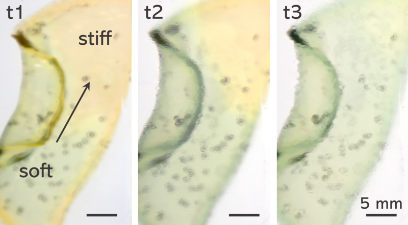 wave_propagation_hydrogel